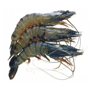Camarones Tigre Congelados para Menús de Restaurantes con Apariencia Limpia, Textura Carnosa, Excelente Sabor y Almacenamiento Congelado Conveniente - Product Image 5