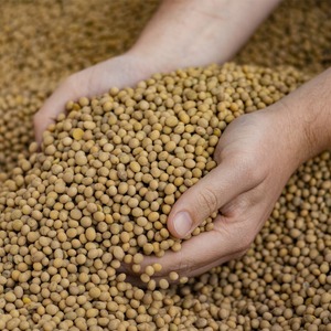 Semillas de Soja Orgánicas Crudas Ofrecidas por Proveedores Exportadores Experimentados con Servicio de Clasificación Limpia y Soporte para Pedidos al por Mayor Frescas - Product Image 4