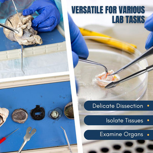 FENTEX Aguja de disección de acero inoxidable con punta recta en forma de flecha para experimentos de biología escolar - Product Image 3