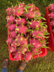 Fruta del Dragón Fresca, Pulpa Roja, Entera, Natural, Orgánica, Calidad de Exportación, Lista para el Mercado Mayorista, 30-45 Días de Vida Útil - Product Image 2