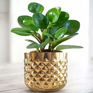 Ensemble de 2 vases à fleurs de grande taille, tendance, en laiton, pour la maison, l'hôtel, les mariages, décoration de table, couleur or mat, vase en métal - Product Image 6