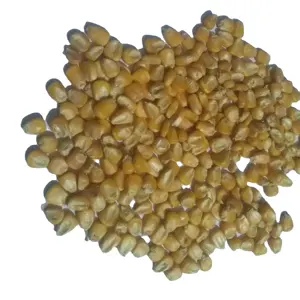 Dry Indian Yellow Corn Animal Feed /Non GMO Variety Yellow Maize Poultry Feed