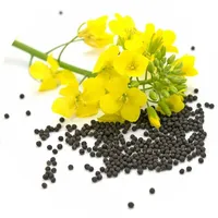 Graines de colza biologiques séchées d'origine indienne, approvisionnement agricole en vrac, CRADLE of LIFE, durée de conservation de 24 mois pour l'huile de cuisson