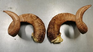 Par de Cuernos de Carnero Gigantes, Cuernos Naturales Crudos de Gran Tamaño para Decoración y Manualidades, Alta Calidad - Product Image 2
