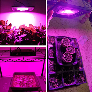 Lámpara LED de Cultivo Plegable e Impermeable de 150W con Intensidad Regulable para Plantas de Interior (LM301B) - Product Image 2
