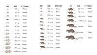 Rats congelés de haute qualité et riches en protéines, 100% adaptés aux serpents et reptiles - Probiotiques, Vente en gros, Approvisionnement durable pour le développement musculaire