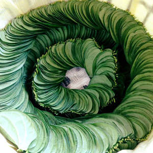 Hojas de Betel Frescas Premium, Hojas de Paan Verdes Naturales de Bangladesh, Calidad de Exportación a Granel, Hojas de Betel Frescas Premium, Hojas de Paan Verdes Naturales - Product Image 6