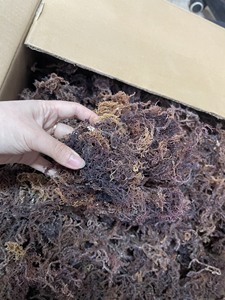 สาหร่ายมอสแห้งสีม่วงพรีเมียม สาหร่ายมอสธรรมชาติสำหรับทำเจล สมูทตี้ ผลิตภัณฑ์ดูแลผิว และอาหารเสริม พร้อมส่งออกทั่วโลก // คุณเบียทริกซ์ - Product Image 5