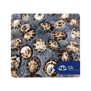 [MEJOR VENTA] |   Conchas de Limpet para Decoración del Hogar, Artesanías Hechas a Mano, Arreglos Decorativos y Suministro al por Menor, Vietnam - Product Image 1