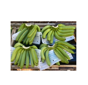 Banana Cavendish verde orgánica 100% al por mayor, productos frescos de alta calidad directamente de granjas de Vietnam - Product Image 5