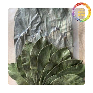 Premium Dried Soursop Leaves Herbal <b>Tea</b> Ingredient for Wholesale Buyers - Product Image 1