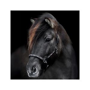 Licou de cheval en nylon de haute qualité avec chaîne Hot Fix Équipement en cuir de bonne qualité pour chevaux - Product Image 3