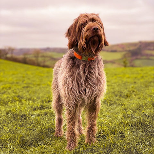 Classic Design Grain Leather Pet Collars Private Labels Acceptable Adjustable Buckle Style <b>Dogs</b> Leather Collar In Low MOQ - Product Image 3