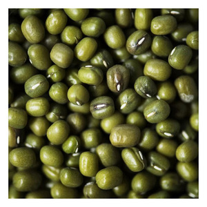 Haricots mungo sélectionnés de haute qualité en gros – Haricots mungo verts de première qualité en gros à vendre à prix avantageux - Product Image 2