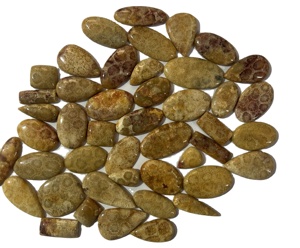 Handmade <b>Natural</b> <b>Crystal</b> Gemstones Top Fossil Coral Cabochon Polished in Various Sizes Shapes-for Jewelry Making Including Stone - Product Image 2