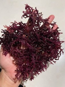 วัตถุดิบออร์แกนิก สาหร่ายทะเลแห้ง Eucheuma Cottonii สีทองม่วง สาหร่ายธรรมชาติ ซูเปอร์ฟู้ดวีแกน ขายส่ง - คุณเกรซ - Product Image 4