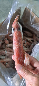 Calamar IQF de calidad de exportación, tubos de calamar IQF tamaño 16/20 piezas, calamar congelado para restaurante Vietnam ANGLE - Product Image 5