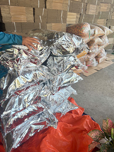 Chips de banane croustillantes séchées en gros, collation de bananes de haute qualité, fruits tropicaux séchés, prix direct usine, fournisseur en vrac, OEM - Product Image 5