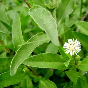 100% poudre de Bhringraj organique pure pour la santé des cheveux et du cuir chevelu fabricant indien de soins à base de plantes en vrac d'Inde - Product Image 2