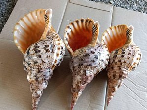 Concha de Trompeta de Tritón Gigante Rara a Precio de Fábrica, Concha Natural de Charonia Tritonis, Concha Marina de Gran Tamaño para Decoración de Habitaciones - Macy - Product Image 4