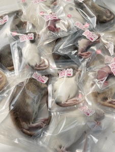 หนูแช่แข็งสำหรับให้อาหาร XL91-100g – บรรจุเดี่ยว |   เสริมด้วยโปรไบโอติก - Product Image 6