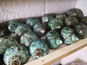 เปลือกหอยขนาดใหญ่ เปลือกหอยหยก เปลือกหอยเทอร์โบ เปลือกหอยเกลียว เปลือกหอยสีขาว เปลือกหอยทาก เปลือกหอยเทอร์โบสีขาวธรรมชาติสำหรับตกแต่ง เปลือกหอยหยกเทอร์โบ - Product Image 3