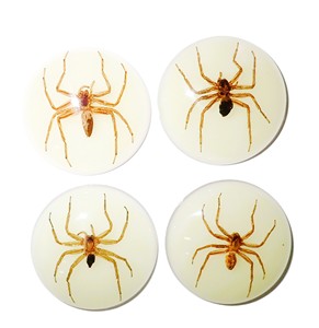 Ghost <b>Spider</b> Real Specimen <b>Plastic</b> Cabochon Round 38x38 mm Glow Flat Bottom for Crafts and Jewelry Making - Product Image 1