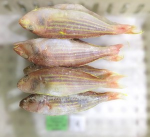 Frozen Whole Round Threadfin Bream IQF Vacuum Pack Customizable <b>Weight</b> 24 Months Shelf Life DAI TIEN VINH for Consumption Cooked - Product Image 5