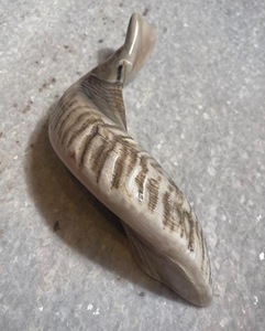 Corne de Shofar en Corne de Mouton Naturelle Polie - Décoration Religieuse Écologique pour la Maison - Haute Qualité - Product Image 5