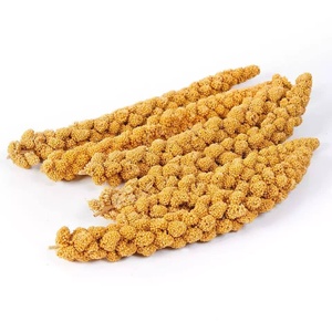 Organic Freshly Cultivated Yellow Glutinous <b>Millet</b> for Cooking - Product Image 1