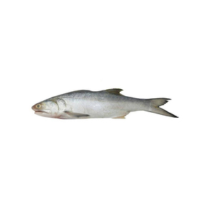 Frozen salmon belly for sale / V-shape Gutted Salmon Fish Head, Frozen Salmon Fish ,Frozen King Salmon Fish - Product Image 3