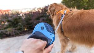 Correa Retráctil para Perros OEM ODM con Logotipo Personalizado, Correa Extensible Automática para Mascotas, Fabricante Directo - Product Image 3