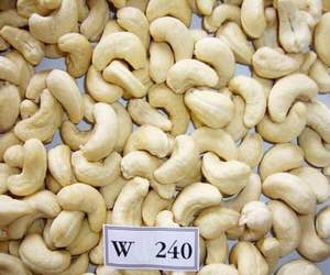 Vietnam Organic Roasted Cashew <b>Nuts</b> & <b>Kernels</b> ISO Certified Vacuum Packed Good Quality Wholesale for Export Phalco Brand Grade a - Product Image 5