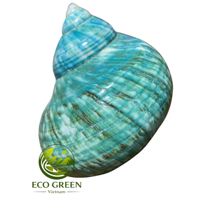 Natural Turbo <b>Shell</b> Replacement Seashells for <b>Hermit</b> <b>Crabs</b> Polished Iridescent <b>Shells</b> Aquarium Accessories and Coastal Decor - Product Image 4