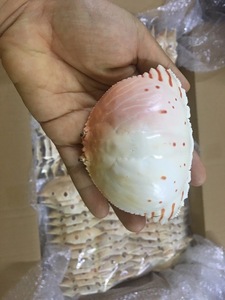 2026 Natural <b>Crab</b> Seashell High Quality Bulk Supply for Craft, Decoration & Aquarium Export Vietnam - Product Image 3