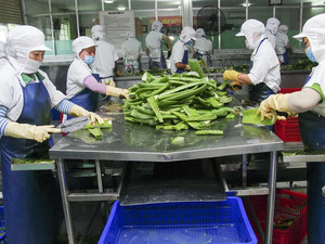 ALOE VERA PURO, ALOE VERA FRESCO, ALOE VERA ORGÁNICO para el CUIDADO de la PIEL y BEBIDAS // Sra. ALINA - Product Image 6