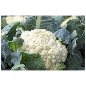 export <b>fresh</b> <b>vegetable</b> cultivated <b>fresh</b> cauliflower for sale - Product Image 6