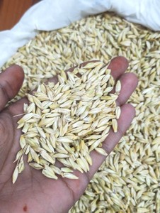 Cereales de Cebada de Alta Energía REEN TRADERS de Uttar Pradesh |   Ingrediente de Grado A para Alimentos y Alimentación Animal para Caballos y Ganado - Product Image 3