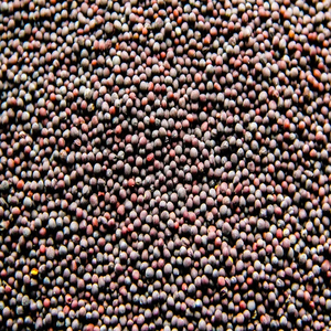 Graines de moutarde de qualité supérieure en gros, vente en vrac, qualité alimentaire, stock disponible, meilleure qualité pour l'exportation - Product Image 4