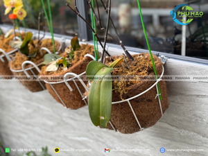 Cinta de Fibra de Coco (COIR TAPE) de Material Sostenible para Aplicaciones de Cuidado de Árboles y Promoción de Prácticas de Jardinería Ecológicas - Product Image 5