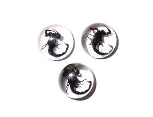 Cabujón de Plástico con Espécimen Real de Escorpión Negro, Redondo, 13x13 mm, Base Plana Transparente, para Manualidades y Joyería - Product Image 6