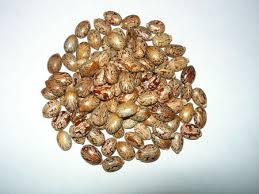 Haricots de ricin indiens/graines pour usage agricole commercial - Product Image 3