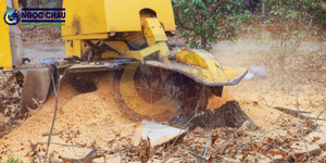 เศษไม้กระถินเหลืองคุณภาพสูง วัสดุเชื้อเพลิงชีวมวล เยื่อกระดาษ จำหน่ายจำนวนมากจากโรงงานโดยตรง แบรนด์ NGOC CHAU รุ่น Model จากเวียดนาม - Product Image 5