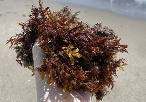 Mousse d'algues irlandaise d'origine vietnamienne – Kappaphycus Alvarezii (Cottonii) et Eucheuma Denticulatum (Spinosum) - Product Image 4