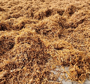 13 Mezclas de Hierbas Tipo Americano, Mezcla a Granel Spirit, Hierbas para Liar, Suministro de Fábrica, Mezclas 100% Herbales, Hierbas Cortadas a Trozos, Suministro de Fábrica a Granel - Product Image 5