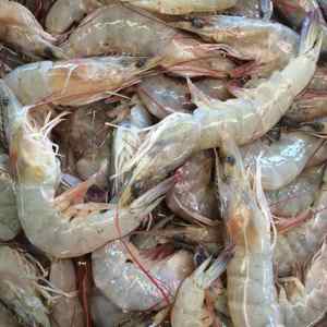 Probiotiques pour l'aquaculture améliorant l'efficacité de conversion des aliments pour crevettes - Product Image 5