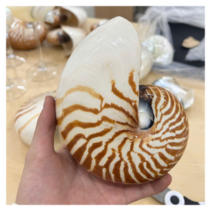 Concha de Nautilus Natural para Decoración de Acuarios, Decoración del Hogar y Proyectos de Manualidades con Calidad de Exportación y Suministro al por Mayor - Product Image 6