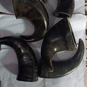 Jouet à mâcher pour chien en corne de buffle naturelle, le plus vendu, durable et résistant pour les mâcheurs agressifs, pour grands chiens, corne de buffle - Product Image 6