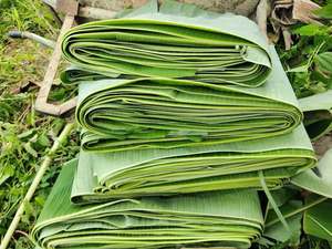 <b>Fresh</b> Banana Leaf Food Grade Natural Green Leaves for Cooking and Packaging - Product Image 3