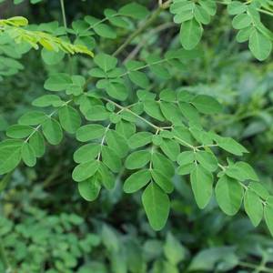 Fabricant d'extrait de Moringa Oleifera en poudre, extrait naturel de Moringa Oleifera séché, vente en gros en vrac - Product Image 3